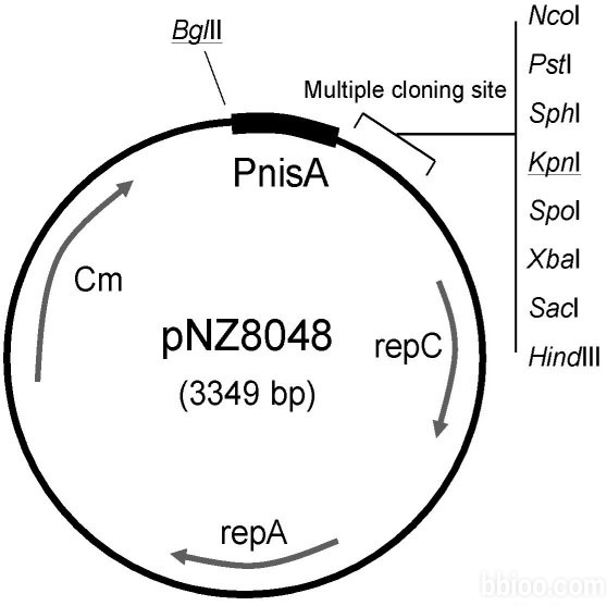 File:PNZ8048.jpg